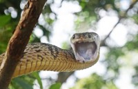 Some of the venomous snakes in Uganda