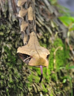 Bitis gabonica