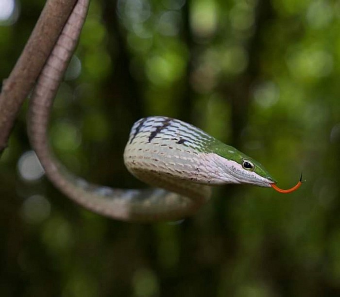 Twig snake