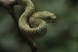 Atheris squamigar