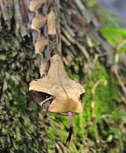 Bitis gabonica