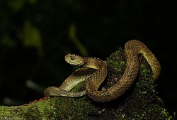 Atheris