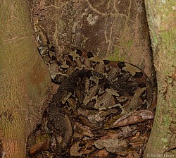 Bitis nasicornis