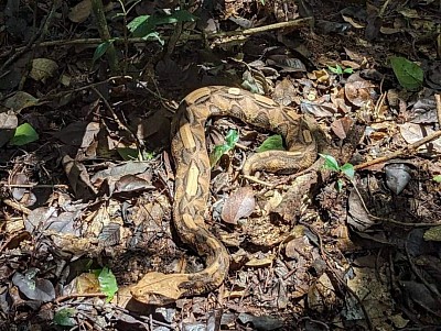 Herping safaris uganda